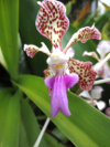 amazonas orchid