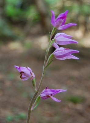 european orchid