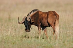 Gnu / Gnu