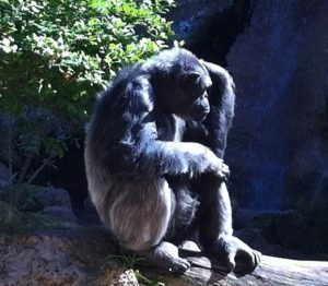 Gorilla / Gorila